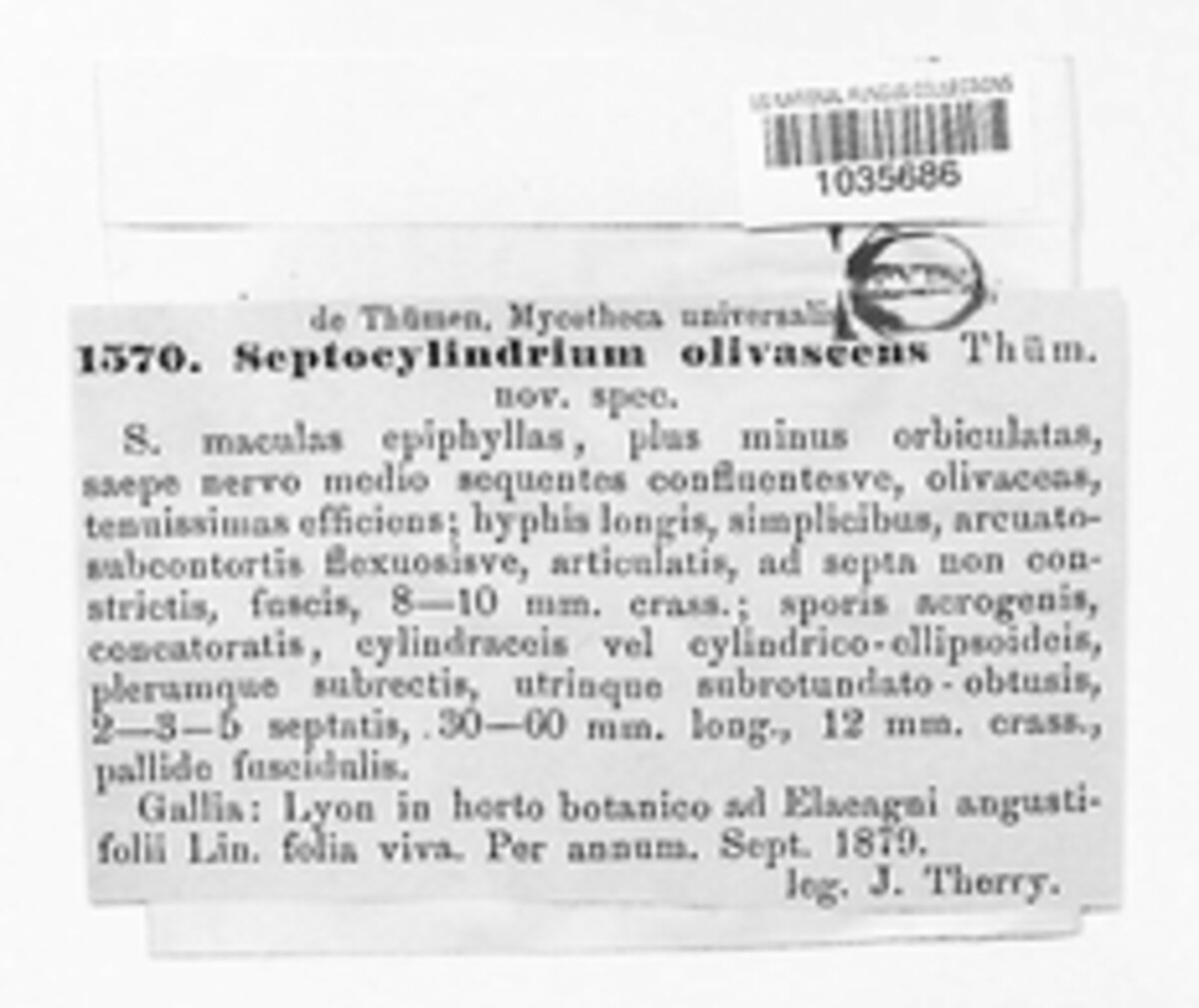 Sporidesmium olivascens image